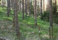 Rastipukkien rakentamista 15.5.
