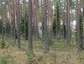 Kilpailukeskus rakentuu tänne. Kuvat 30.4. maastokäynniltä. 