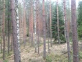Kuvat 30.4. maastokäynniltä.